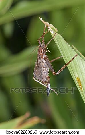 "Spiny lobster Bush cricket (Panoploscelis specularis), Katydid, female, Tiputini rain forest, Yasuni National Park, Ecuador, South America" View Large Photo Image Stock Photo - "Spiny lobster Bush cricket (Panoploscelis specularis), Katydid, female, Tiputini rain forest, Yasuni National Park, Ecuador, South America". Fotosearch