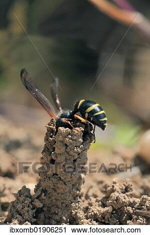 Spiny Mason Wasp (Odynerus spinipes) View Large Photo Image Stock Image - Spiny Mason Wasp (Odynerus spinipes). Fotosearch