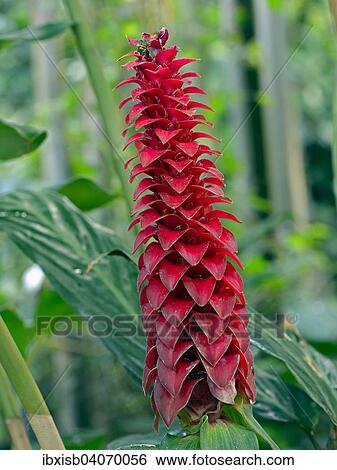"Spiral Ginger (Costus barbatus), Central America" View Large Photo Image Stock Photograph - "Spiral Ginger (Costus barbatus), Central America". Fotosearch