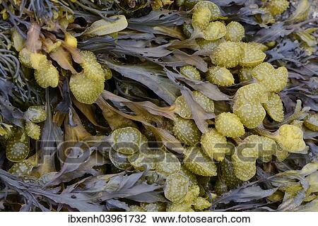 "Spiral Wrack or Flat Wrack (Fucus spiralis), Departement Cotes-d’Armor, Brittany, France, Europe" View Large Photo Image Stock Image - "Spiral Wrack or Flat Wrack (Fucus spiralis), Departement Cotes-d’Armor, Brittany, France, Europe". Fotosearch
