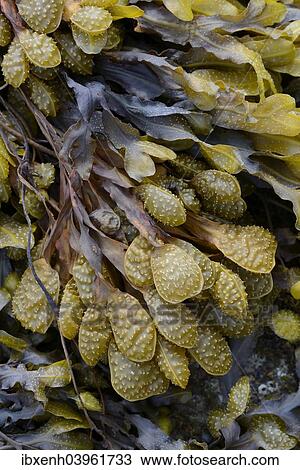 "Spiral Wrack or Flat Wrack (Fucus spiralis), Departement Cotes-d’Armor, Brittany, France, Europe" View Large Photo Image Stock Image - "Spiral Wrack or Flat Wrack (Fucus spiralis), Departement Cotes-d’Armor, Brittany, France, Europe". Fotosearch