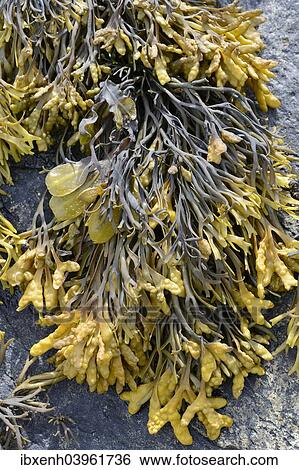 Stock Photograph - "Spiral Wrack or Flat Wrack (Fucus spiralis) and Chanelled Wrack (Pelvetia canaliculata), Departement Cotes-dâ€™Armor, Brittany, France, Europe". Fotosearch