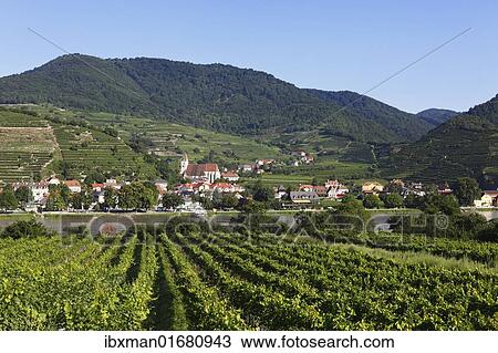 "Spitz, view overlooking vineyards in Oberarnsdorf, Danube, Wachau, Waldviertel, Mostviertel, Lower Austria, Austria, Europe" View Large Photo Image Stock Image - "Spitz, view overlooking vineyards in Oberarnsdorf, Danube, Wachau, Waldviertel, Mostviertel, Lower Austria, Austria, Europe". Fotosearch