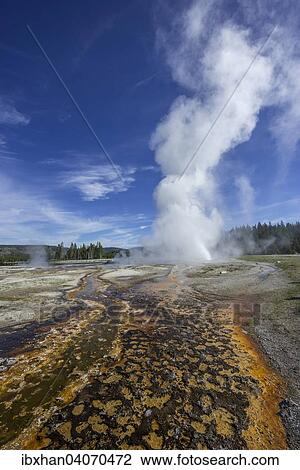 "Splendid Geyser, Upper Geyser Basin, Yellowstone National Park, Wyoming, United States, North America" View Large Photo Image Stock Image - "Splendid Geyser, Upper Geyser Basin, Yellowstone National Park, Wyoming, United States, North America". Fotosearch