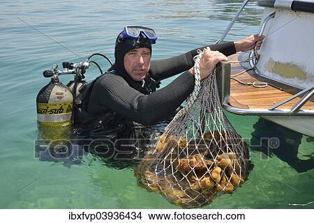 "Sponge diver Kristijan Jaram with a net full of sponges of the genus Dalmata fina, Krapanj, Sibenik-Knin, Adriatic, Croatia, Europe" View Large Photo Image Picture - "Sponge diver Kristijan Jaram with a net full of sponges of the genus Dalmata fina, Krapanj, Sibenik-Knin, Adriatic, Croatia, Europe". Fotosearch