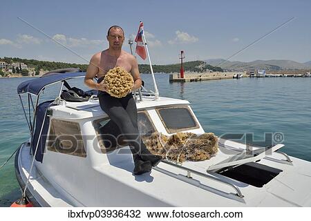 "Sponge diver Kristijan Jaram with a giant sponge of the genus Dalmata fina, Krapanj, Sibenik-Knin, Adriatic, Croatia, Europe" View Large Photo Image Stock Image - "Sponge diver Kristijan Jaram with a giant sponge of the genus Dalmata fina, Krapanj, Sibenik-Knin, Adriatic, Croatia, Europe". Fotosearch