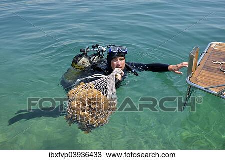 "Sponge diver Kristijan Jaram with a net full of sponges of the genus Dalmata fina, Krapanj, Sibenik-Knin, Adriatic, Croatia, Europe" View Large Photo Image Stock Image - "Sponge diver Kristijan Jaram with a net full of sponges of the genus Dalmata fina, Krapanj, Sibenik-Knin, Adriatic, Croatia, Europe". Fotosearch