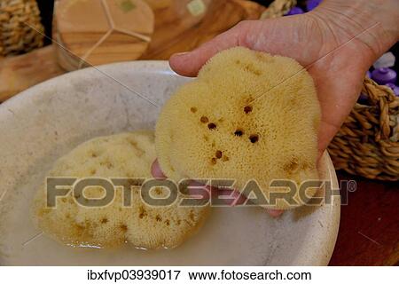 "Sponge of the genus Dalmata fina, Krapanj island, Adriatic, Sibenik-Knin, Croatia, Europe" View Large Photo Image Stock Photo - "Sponge of the genus Dalmata fina, Krapanj island, Adriatic, Sibenik-Knin, Croatia, Europe". Fotosearch