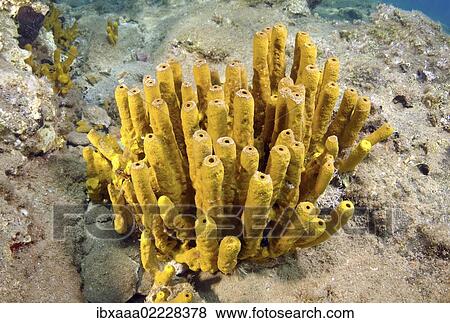 "Sponge (Porifera), Turkey, Western Asia, Asia" View Large Photo Image Stock Photo - "Sponge (Porifera), Turkey, Western Asia, Asia". Fotosearch