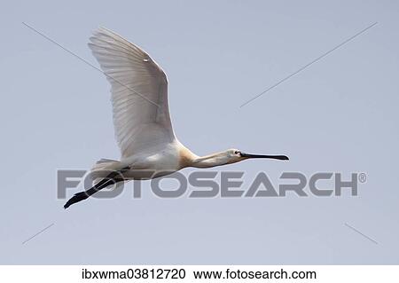 "Spoonbill (Platalea leucorodia) in flight, Texel, The Netherlands, Europe" View Large Photo Image Stock Image - "Spoonbill (Platalea leucorodia) in flight, Texel, The Netherlands, Europe". Fotosearch
