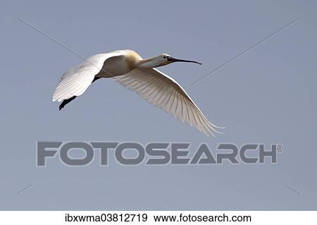 "Spoonbill (Platalea leucorodia) in flight, Texel, The Netherlands, Europe" View Large Photo Image Stock Photo - "Spoonbill (Platalea leucorodia) in flight, Texel, The Netherlands, Europe". Fotosearch