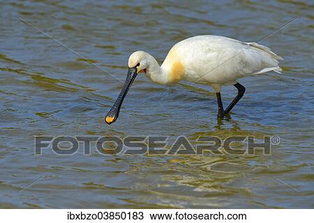 "Spoonbill (Platalea leucorodia), foraging for food, Wagejot nature reserve, Texel, West Frisian Islands, province of North Holland, Netherlands" View Large Photo Image Stock Image - "Spoonbill (Platalea leucorodia), foraging for food, Wagejot nature reserve, Texel, West Frisian Islands, province of North Holland, Netherlands". Fotosearch