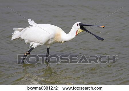 "Spoonbill (Platalea leucorodia) foraging, Texel, The Netherlands, Europe" View Large Photo Image Stock Image - "Spoonbill (Platalea leucorodia) foraging, Texel, The Netherlands, Europe". Fotosearch