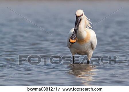 Stock Photo - "Spoonbill (Platalea leucorodia) standing in water, Texel, The Netherlands, Europe". Fotosearch