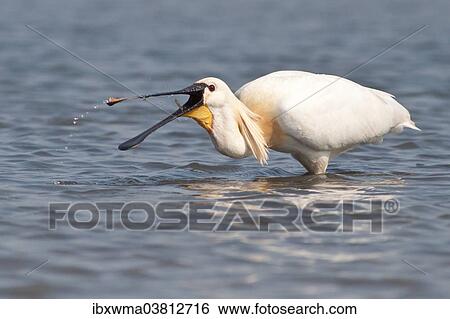 "Spoonbill (Platalea leucorodia) foraging, Texel, The Netherlands, Europe" View Large Photo Image Stock Photograph - "Spoonbill (Platalea leucorodia) foraging, Texel, The Netherlands, Europe". Fotosearch