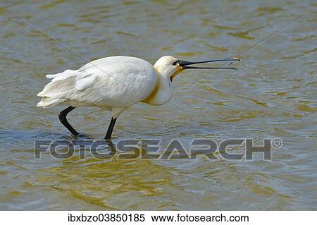 "Spoonbill (Platalea leucorodia), foraging for food, Wagejot nature reserve, Texel, West Frisian Islands, province of North Holland, Netherlands" View Large Photo Image Stock Photography - "Spoonbill (Platalea leucorodia), foraging for food, Wagejot nature reserve, Texel, West Frisian Islands, province of North Holland, Netherlands". Fotosearch