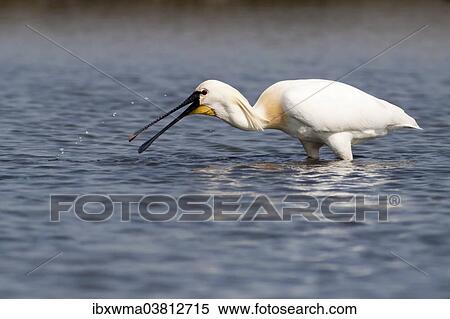 "Spoonbill (Platalea leucorodia) foraging, Texel, The Netherlands, Europe" View Large Photo Image Stock Photography - "Spoonbill (Platalea leucorodia) foraging, Texel, The Netherlands, Europe". Fotosearch