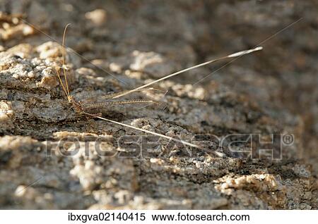 "Spoonwing Lacewing (Nemeura gracilis), Goegap Nature Reserve, Namaqualand, South Africa, Africa" View Large Photo Image Stock Photography - "Spoonwing Lacewing (Nemeura gracilis), Goegap Nature Reserve, Namaqualand, South Africa, Africa". Fotosearch
