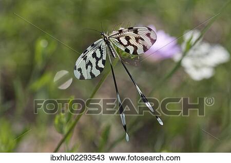 "Spoonwing, lacewing (Nemoptera sinuata), near Lake Kerkini, Greece, Europe" View Large Photo Image Stock Image - "Spoonwing, lacewing (Nemoptera sinuata), near Lake Kerkini, Greece, Europe". Fotosearch
