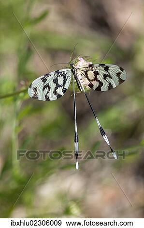 Stock Photo - "Spoonwing (Nemoptera sinuata), Lake Kerkini region, Greece, Europe". Fotosearch