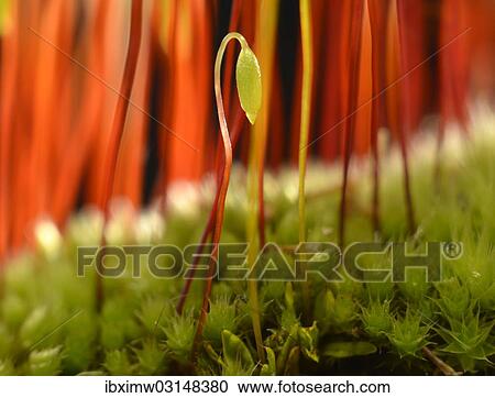 Stock Image - "Sporophyte of Creeping feather-moss (Amblystegium serpens), Stuttgart, Baden-Wurttemberg, Germany, Europe". Fotosearch