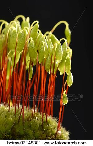 Stock Image - "Sporophytes of Creeping feather-moss (Amblystegium serpens), Stuttgart, Baden-Wurttemberg, Germany, Europe". Fotosearch