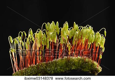 "Sporophytes of Creeping feather-moss (Amblystegium serpens), Stuttgart, Baden-Wurttemberg, Germany, Europe" View Large Photo Image Stock Photo - "Sporophytes of Creeping feather-moss (Amblystegium serpens), Stuttgart, Baden-Wurttemberg, Germany, Europe". Fotosearch