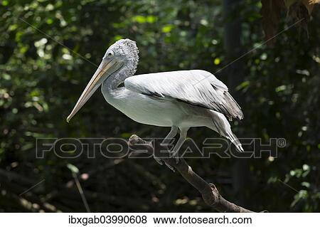 Stock Photo - "Spot-billed Pelican or Grey Pelican (Pelecanus philippensis), captive". Fotosearch