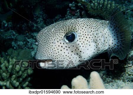 "Spot-fin porcupinefish or porcupine puffer (Diodon hystrix), Maldives Island, Indian Ocean" View Large Photo Image Stock Image - "Spot-fin porcupinefish or porcupine puffer (Diodon hystrix), Maldives Island, Indian Ocean". Fotosearch