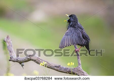 Picture - "Spotless Starling (Sturnus unicolor), Extremadura, Spain, Europe". Fotosearch
