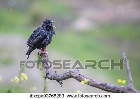 Stock Image - "Spotless Starling (Sturnus unicolor), Extremadura, Spain, Europe". Fotosearch