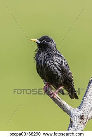 "Spotless Starling (Sturnus unicolor), Extremadura, Spain, Europe" View Large Photo Image Stock Image - "Spotless Starling (Sturnus unicolor), Extremadura, Spain, Europe". Fotosearch