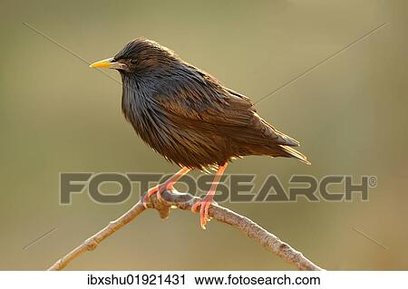 "Spotless Starling (Sturnus unicolor), perched on twig in the early morning light" View Large Photo Image Stock Image - "Spotless Starling (Sturnus unicolor), perched on twig in the early morning light". Fotosearch