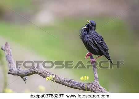 "Spotless Starling (Sturnus unicolor), Extremadura, Spain, Europe" View Large Photo Image Stock Photo - "Spotless Starling (Sturnus unicolor), Extremadura, Spain, Europe". Fotosearch