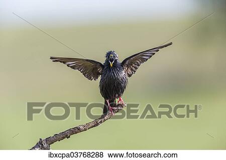 "Spotless Starling (Sturnus unicolor), Extremadura, Spain, Europe" View Large Photo Image Stock Photo - "Spotless Starling (Sturnus unicolor), Extremadura, Spain, Europe". Fotosearch