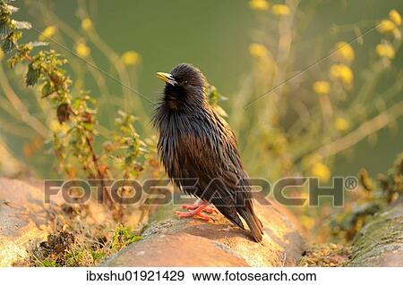 "Spotless Starling (Sturnus unicolor), perched on roof tile" View Large Photo Image Stock Photo - "Spotless Starling (Sturnus unicolor), perched on roof tile". Fotosearch