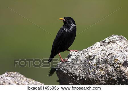 "Spotless Starling (Sturnus unicolor) standing on a stone, Exdremadura, Spain, Europe" View Large Photo Image Stock Photography - "Spotless Starling (Sturnus unicolor) standing on a stone, Exdremadura, Spain, Europe". Fotosearch