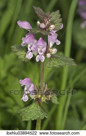 "Spotted Deadnettle or Spotted Dead-Nettle (Lamium maculatum), Baden-Wurttemberg, Germany, Europe" View Large Photo Image Stock Image - "Spotted Deadnettle or Spotted Dead-Nettle (Lamium maculatum), Baden-Wurttemberg, Germany, Europe". Fotosearch