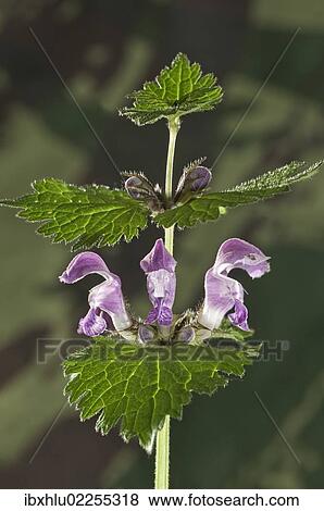 Stock Photo - "Spotted Deadnettle, Spotted Henbit or Purple Dragon (Lamium maculatum), Untergroeningen, Baden-Wuerttemberg, Germany, Europe". Fotosearch