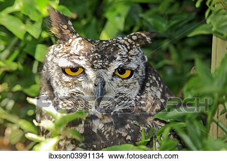 "Spotted Eagle-owl (Bubo africanus), adult, Western Cape, South Africa, Africa" View Large Photo Image Picture - "Spotted Eagle-owl (Bubo africanus), adult, Western Cape, South Africa, Africa". Fotosearch