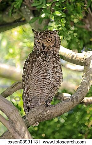 "Spotted Eagle-owl (Bubo africanus), adult on tree, Western Cape, South Africa, Africa" View Large Photo Image Stock Image - "Spotted Eagle-owl (Bubo africanus), adult on tree, Western Cape, South Africa, Africa". Fotosearch