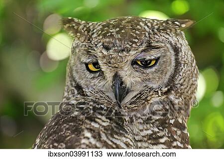 "Spotted Eagle-owl (Bubo africanus), adult, Western Cape, South Africa, Africa" View Large Photo Image Stock Image - "Spotted Eagle-owl (Bubo africanus), adult, Western Cape, South Africa, Africa". Fotosearch