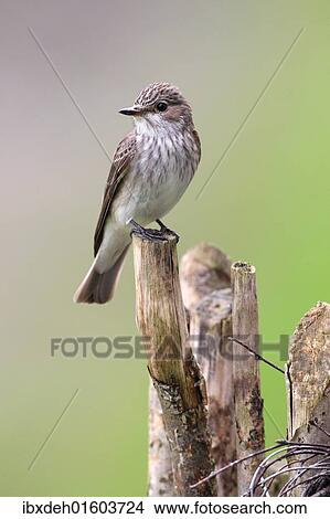 "Spotted Flycatcher (Muscicapa striata), Allgaeu, Bavaria, Germany, Europe" View Large Photo Image Picture - "Spotted Flycatcher (Muscicapa striata), Allgaeu, Bavaria, Germany, Europe". Fotosearch
