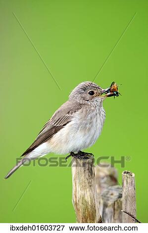 "Spotted Flycatcher (Muscicapa striata), Allgaeu, Bavaria, Germany, Europe" View Large Photo Image Stock Photo - "Spotted Flycatcher (Muscicapa striata), Allgaeu, Bavaria, Germany, Europe". Fotosearch