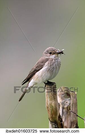 "Spotted Flycatcher (Muscicapa striata), Allgaeu, Bavaria, Germany, Europe" View Large Photo Image Stock Photography - "Spotted Flycatcher (Muscicapa striata), Allgaeu, Bavaria, Germany, Europe". Fotosearch