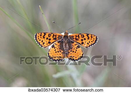 "Spotted Fritillary (Melitaea didyma), Hackelsberg nature reserve, Winden am See, Burgenland, Austria, Europe" View Large Photo Image Stock Photo - "Spotted Fritillary (Melitaea didyma), Hackelsberg nature reserve, Winden am See, Burgenland, Austria, Europe". Fotosearch