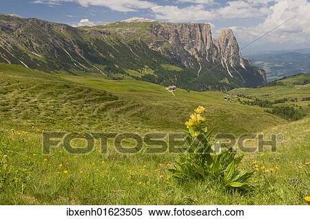 Stock Photography - "Spotted gentian (Gentiana punctata) in front of Schlern mountain, Seiser Alm, South Tyrol, Italy, Europe". Fotosearch