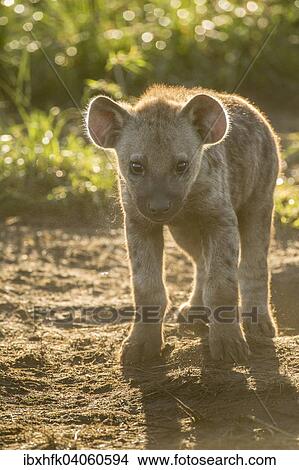 Picture - "Spotted Hyena (Crocuta crocuta), cub, Ishasha, Queen Elizabeth National Park, Uganda, Africa". Fotosearch
