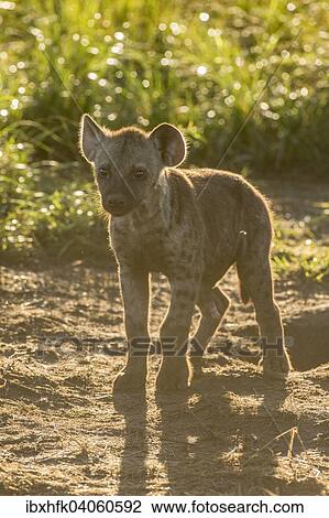 "Spotted Hyena (Crocuta crocuta), cub, Ishasha, Queen Elizabeth National Park, Uganda, Africa" View Large Photo Image Stock Image - "Spotted Hyena (Crocuta crocuta), cub, Ishasha, Queen Elizabeth National Park, Uganda, Africa". Fotosearch