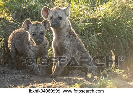 "Spotted Hyena (Crocuta crocuta), cubs, Ishasha, Queen Elizabeth National Park, Uganda, Africa" View Large Photo Image Stock Photography - "Spotted Hyena (Crocuta crocuta), cubs, Ishasha, Queen Elizabeth National Park, Uganda, Africa". Fotosearch